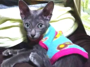 Gato raça Srd idade Abaixo de 2 meses nome Tililin