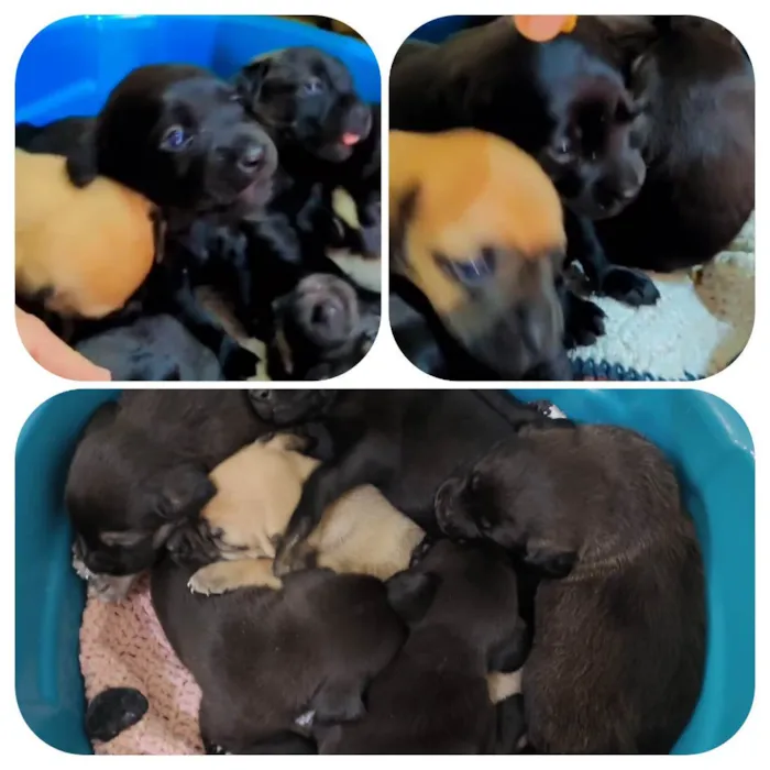 Cachorro ra a SRD idade 2 a 6 meses nome Filhotes