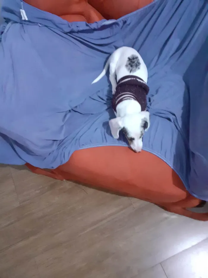 Cachorro raça Basse idade 2 a 6 meses nome Luna