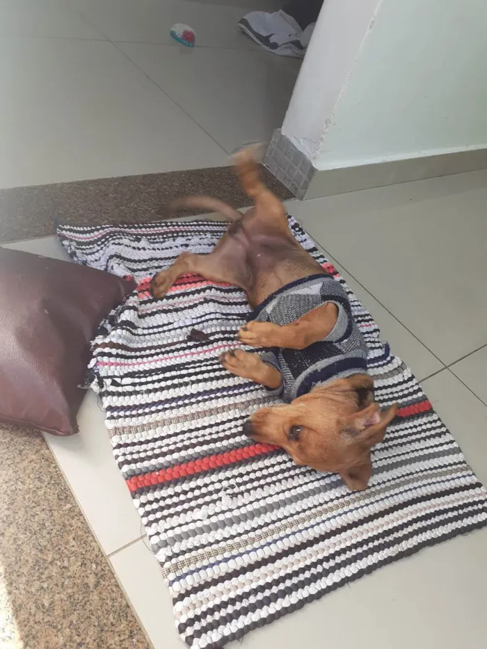 Cachorro raça Basse idade 2 a 6 meses nome Barones