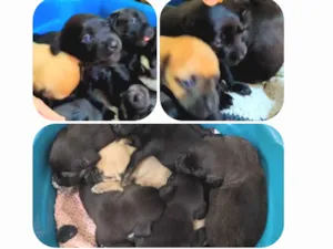 Cachorro raça SRD idade 2 a 6 meses nome Filhotes
