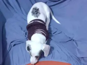 Cachorro raça Basse idade 2 a 6 meses nome Luna
