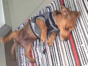 Cachorro raça Basse idade 2 a 6 meses nome Barones
