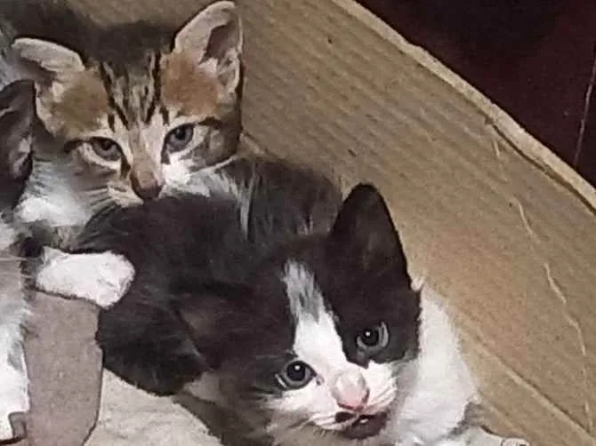 Gato raça  idade Abaixo de 2 meses nome Apollo e tili