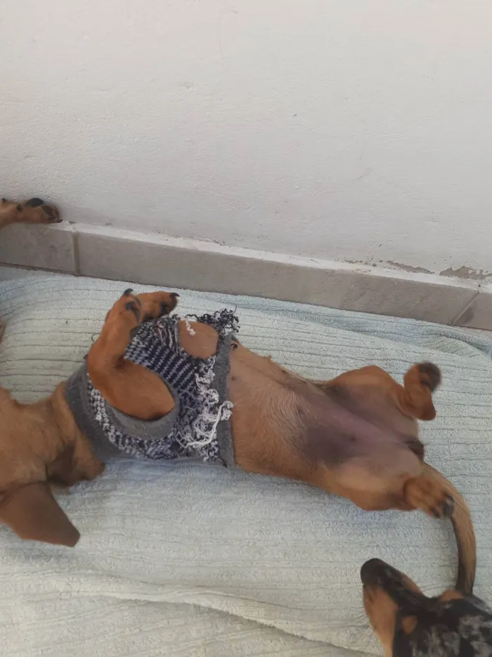 Cachorro raça Basse idade 2 a 6 meses nome Duques