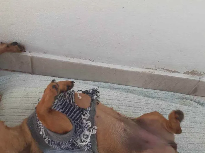 Cachorro raça Basse idade 2 a 6 meses nome Duques