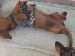 Cachorro raça Basse idade 2 a 6 meses nome Duques