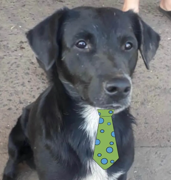 Cachorro ra a Mestiço  idade 7 a 11 meses nome Duque 