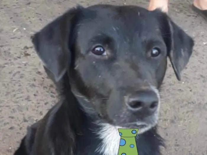Cachorro ra a Mestiço  idade 7 a 11 meses nome Duque 