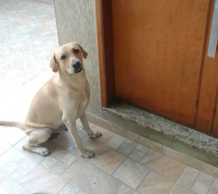 Cachorro ra a Labrador  idade 5 anos nome Billy