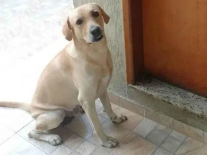 Cachorro ra a Labrador  idade 5 anos nome Billy