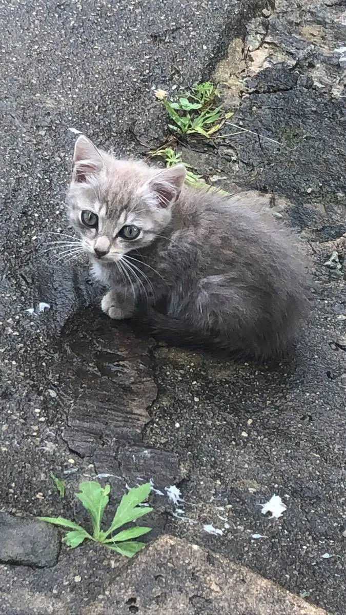 Gato ra a  idade 2 a 6 meses nome Não tem