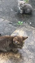 Não tem