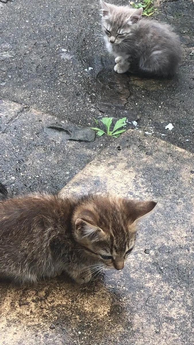 Gato ra a  idade 2 a 6 meses nome Não tem
