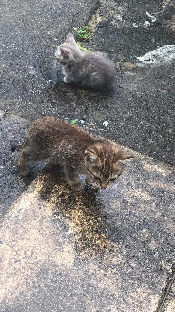 Gato ra a  idade 2 a 6 meses nome Não tem