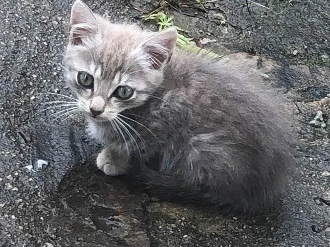 Gato ra a  idade 2 a 6 meses nome Não tem