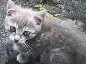 Gato raça  idade 2 a 6 meses nome Não tem