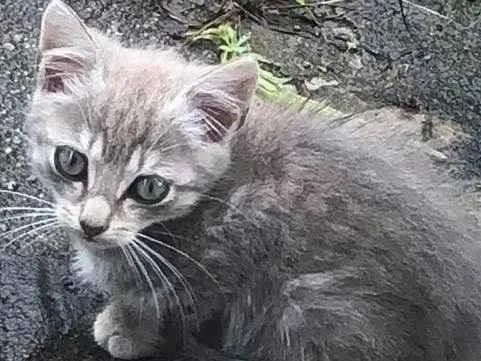 Gato ra a  idade 2 a 6 meses nome Não tem