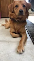 Caramelo