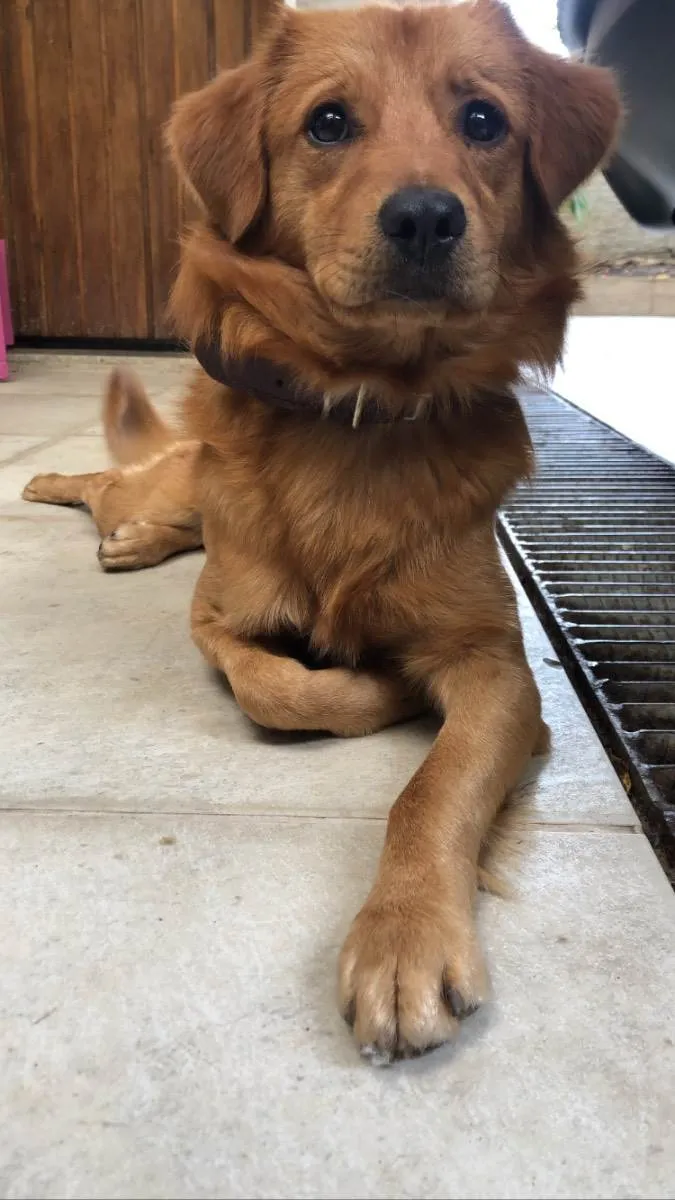Cachorro ra a Vira-lata idade 2 anos nome Caramelo