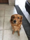 Caramelo