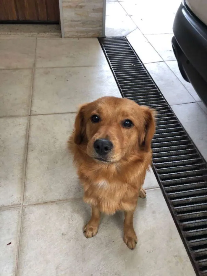 Cachorro ra a Vira-lata idade 2 anos nome Caramelo