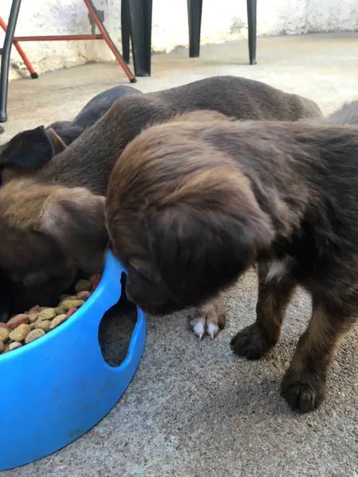 Cachorro ra a Vira lata idade 2 a 6 meses nome Varios