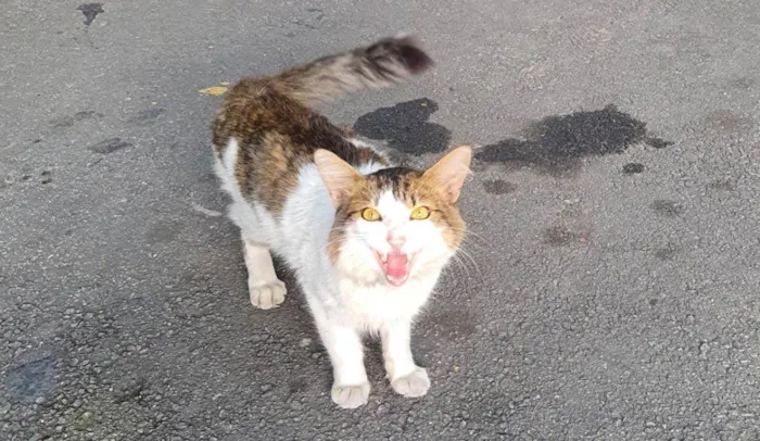 Gato ra a Vira-lata idade 1 ano nome Desconhecido 