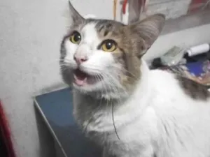 Gato raça Vira-lata idade 1 ano nome Desconhecido 