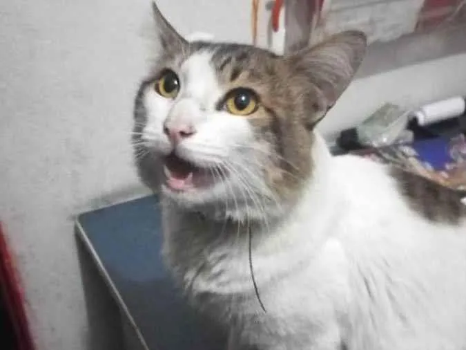 Gato ra a Vira-lata idade 1 ano nome Desconhecido 