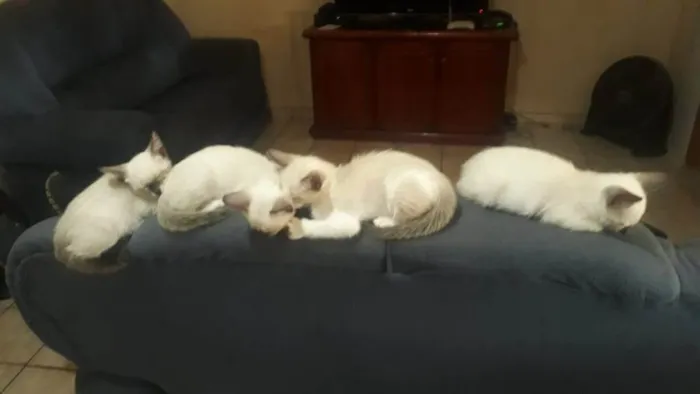 Gato ra a Indefinida tipo siamês  idade 2 a 6 meses nome Sagu, pata branca, p