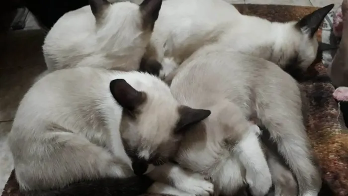 Gato ra a Indefinida tipo siamês  idade 2 a 6 meses nome Sagu, pata branca, p