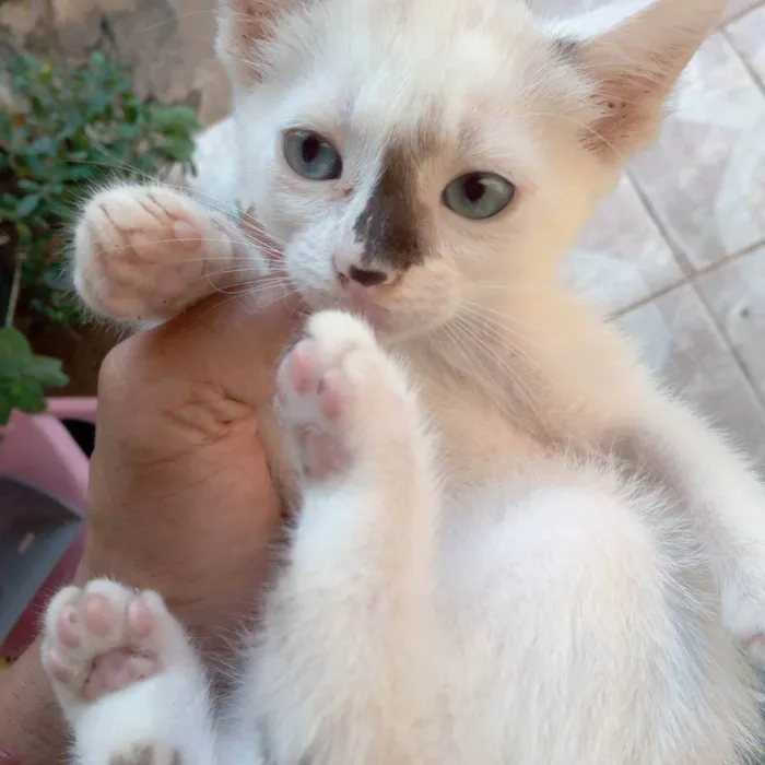 Gato raça Srd idade 2 a 6 meses nome Pingo