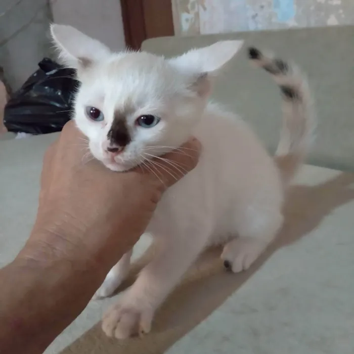 Gato raça Srd idade 2 a 6 meses nome Pingo