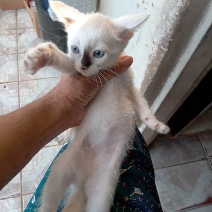 Gato raça Srd idade 2 a 6 meses nome Pingo