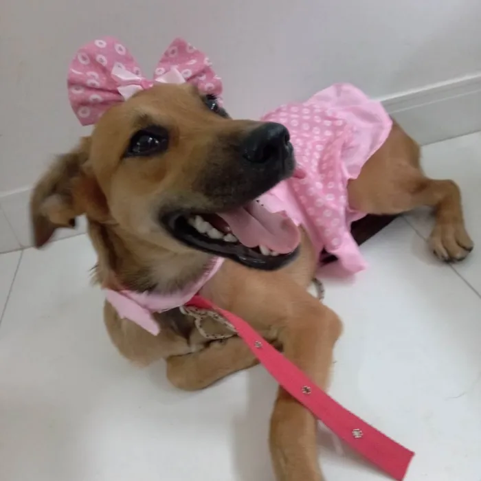 Cachorro raça Srd idade 2 a 6 meses nome Meg