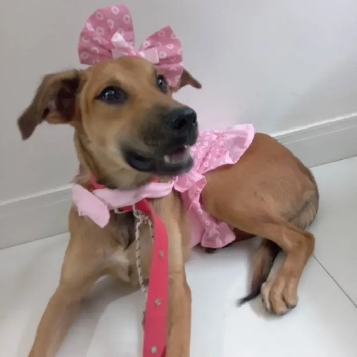 Cachorro raça Srd idade 2 a 6 meses nome Meg