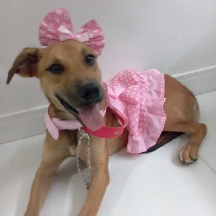 Cachorro raça Srd idade 2 a 6 meses nome Meg