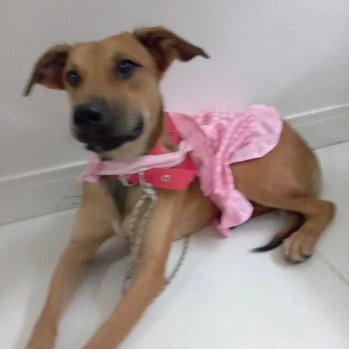 Cachorro raça Srd idade 2 a 6 meses nome Meg