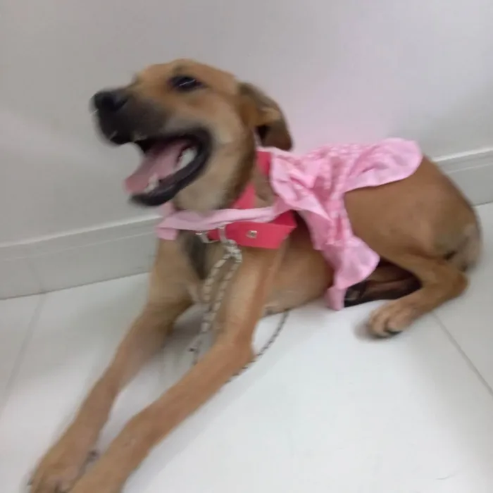 Cachorro raça Srd idade 2 a 6 meses nome Meg