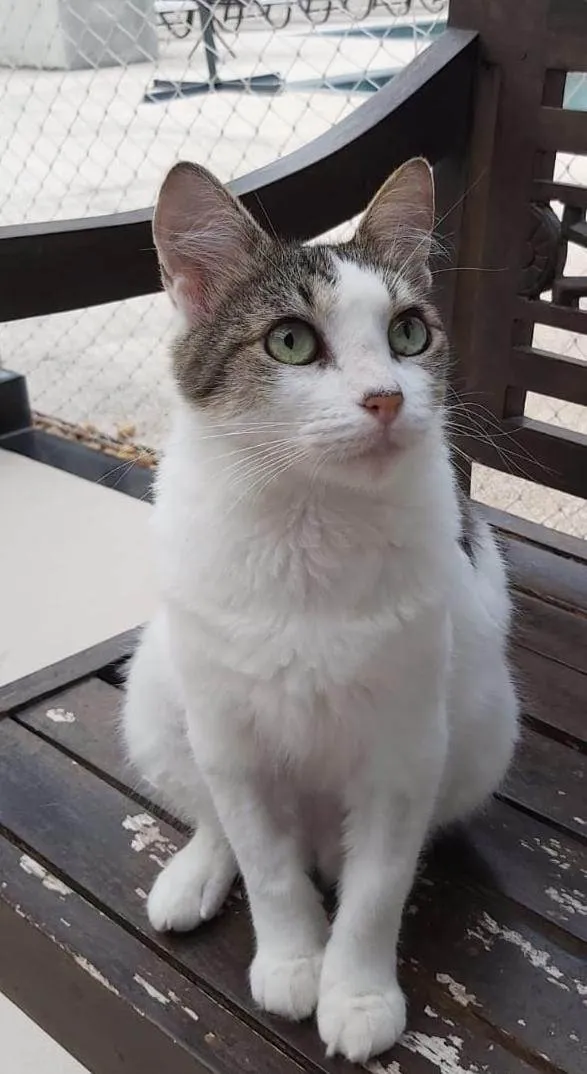 Gato ra a Srd idade 1 ano nome Trufa