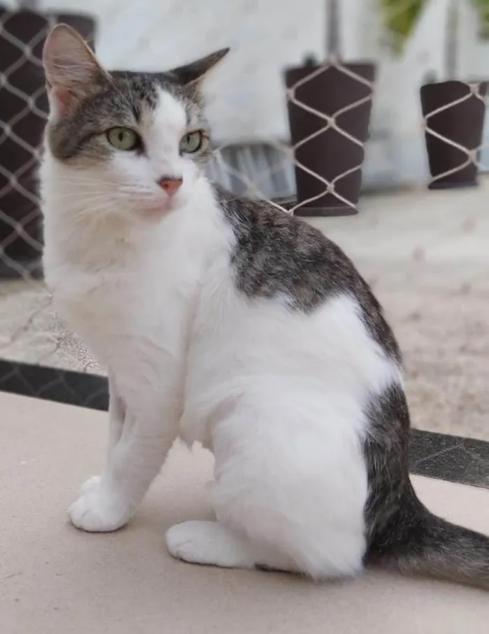 Gato ra a Srd idade 1 ano nome Trufa