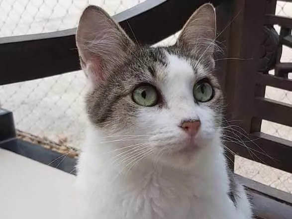 Gato ra a Srd idade 1 ano nome Trufa