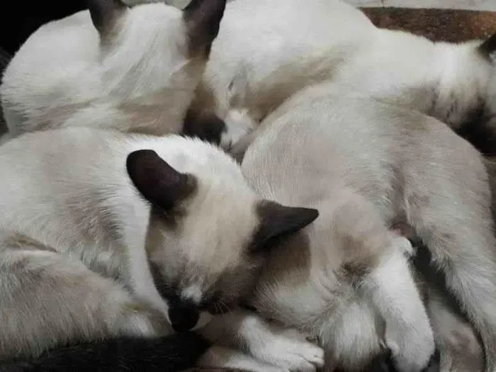 Gato ra a Indefinida tipo siamês  idade 2 a 6 meses nome Sagu, pata branca, p