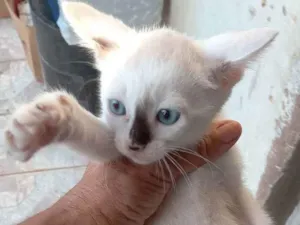 Gato raça Srd idade 2 a 6 meses nome Pingo