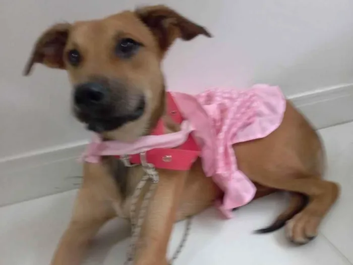 Cachorro raça Srd idade 2 a 6 meses nome Meg