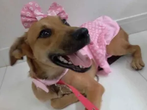 Cachorro raça Srd idade 2 a 6 meses nome Meg
