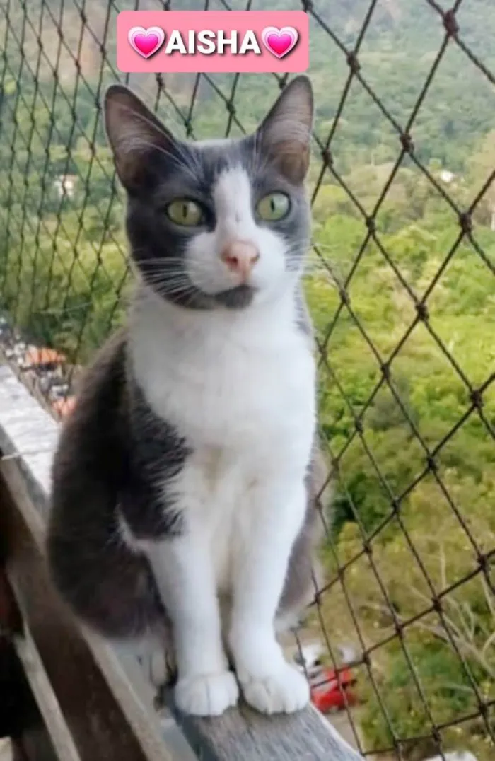 Gato ra a srd bicolor idade 2 anos nome AYSHA