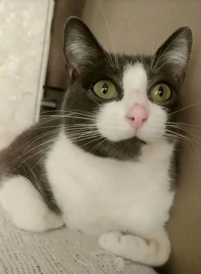 Gato ra a srd bicolor idade 2 anos nome AYSHA