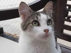 Gato raça Srd idade 1 ano nome Trufa